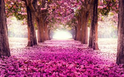 Peluquerías regresando a su apertura y con Obstáculos