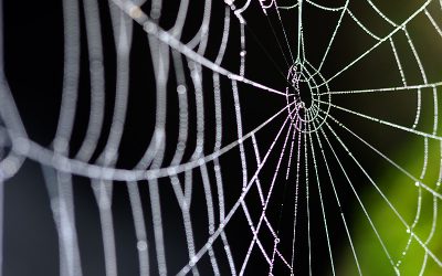 Tejiendo nuestros proyectos (reflexión)