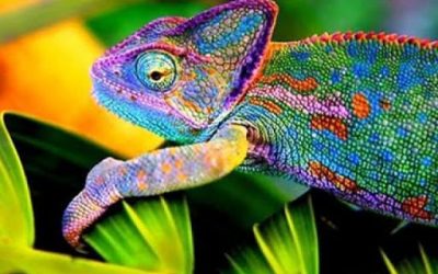 El profesional Camaleónico