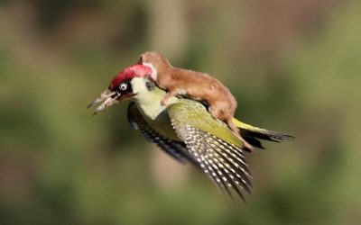 Alianzas estratégicas